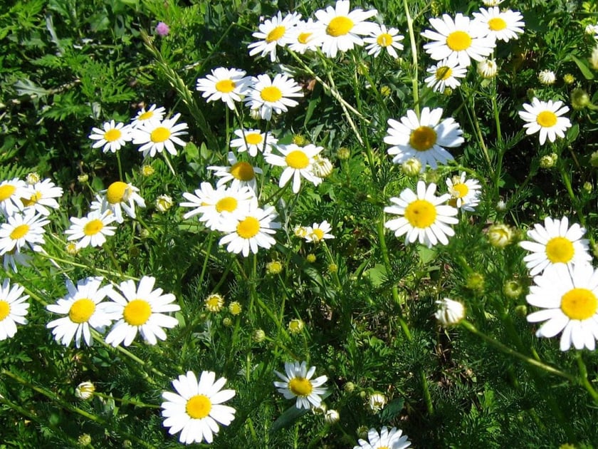 На Прикарпатті створять кластер із вирощування лікарських рослин