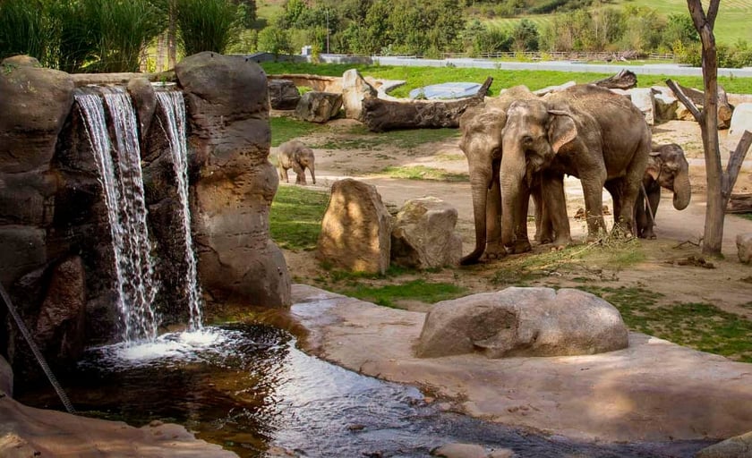 Київський зоопарк зробив подарунок жінкам на 8 березня