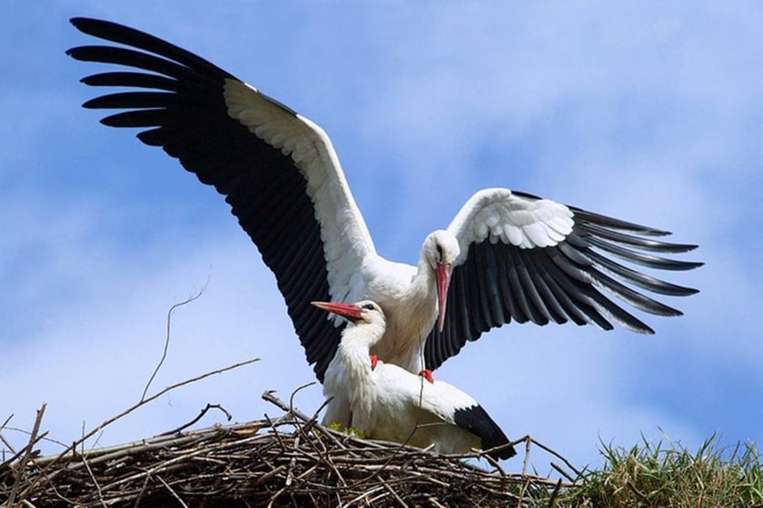 Енергетики на Рівненщині зробили безпечні гнізда для лелек
