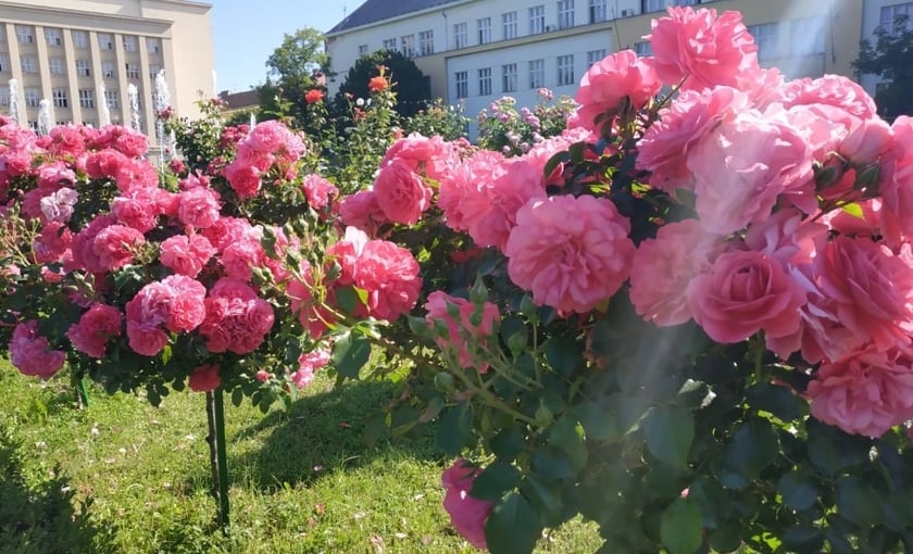 У Миколаєві облаштують трояндовий сквер