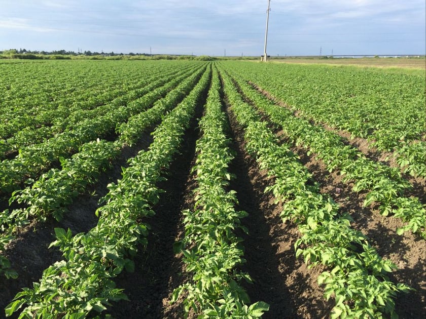 В Україні вироблятимуть біоупаковку з картоплі