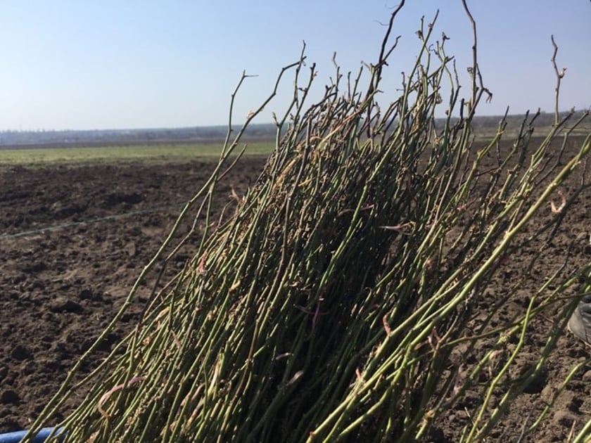 Ветеран АТО висадив плантацію шипшини на Донеччині