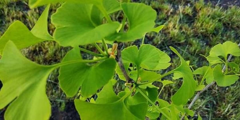 У Києві на Оболоні прижилися дерева юрського періоду (ФОТО)