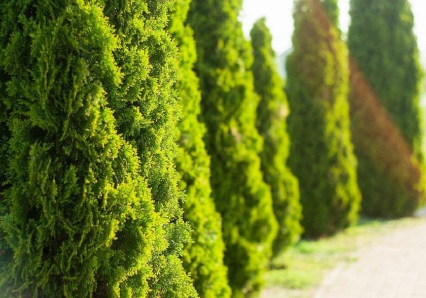 У Волинському селищі громада самотужки облаштувала сквер