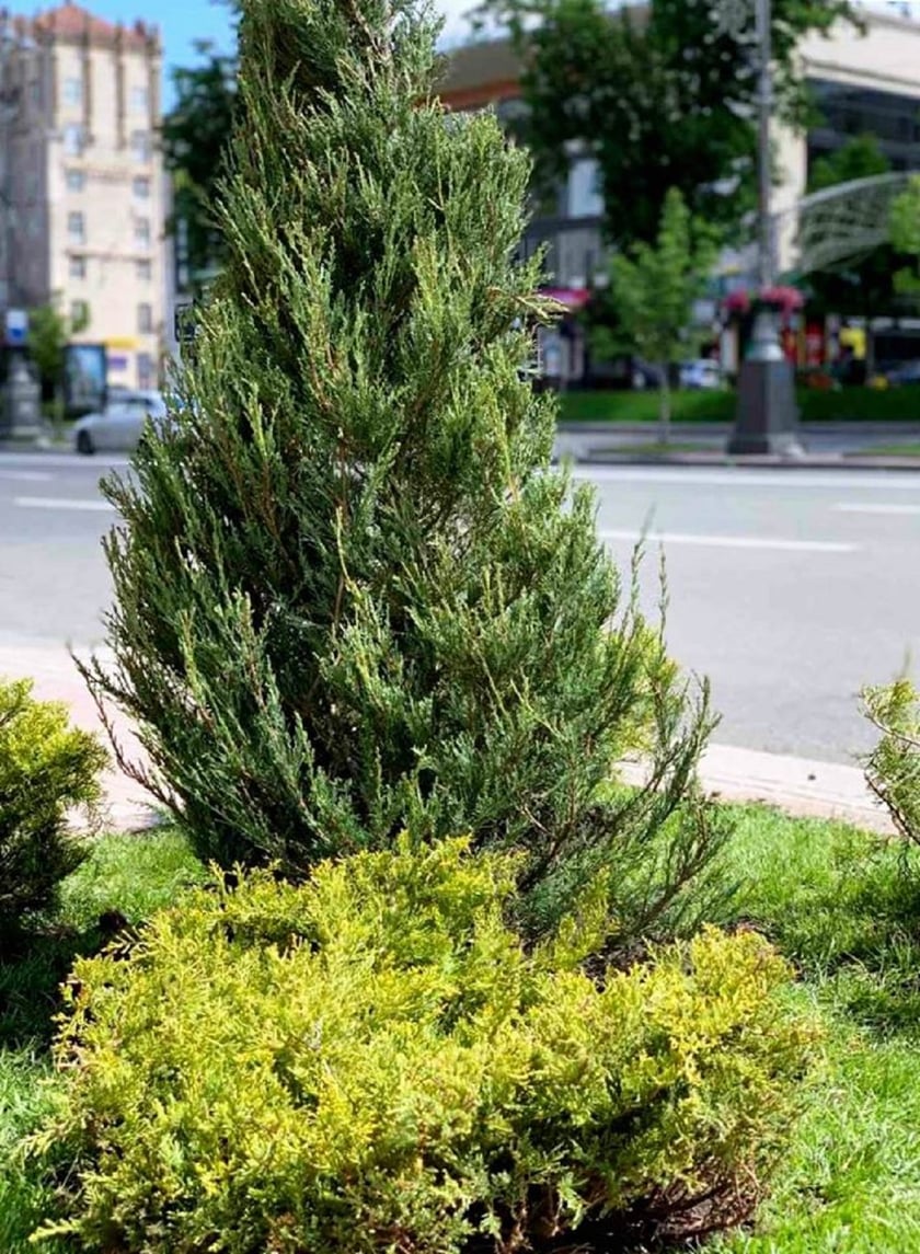 На Хрещатику висаджують 250 вічнозелених рослин