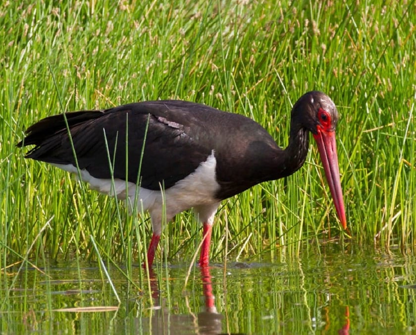 Під Києвом знайшли унікальне місце та створять новий заповідник