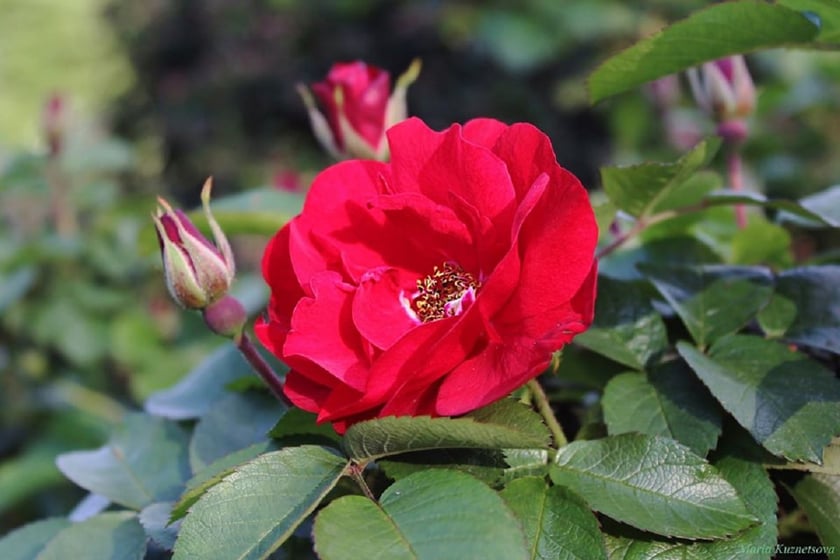 У Києві розквітли рідкісні види троянд (ФОТО)