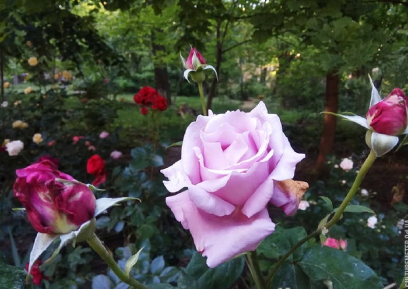 Одеський двір перетворили в розарій з величезними трояндами (ФОТО)