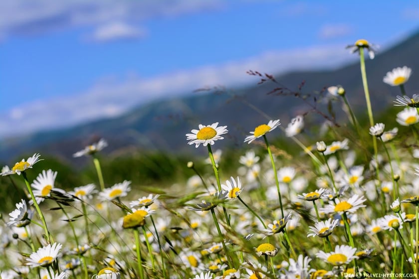 У Запоріжжі налагодили прибутковий ромашковий бізнес