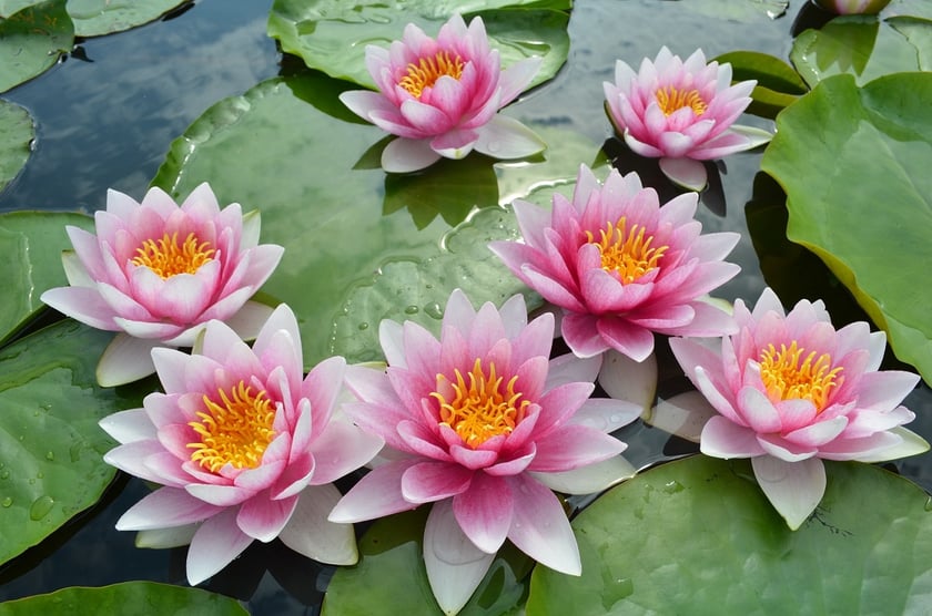 У Києві на Оболоні активісти озеленили озеро лотосами (ФОТО)