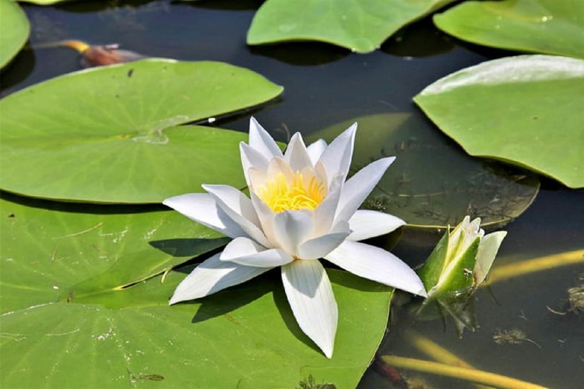 На Одещині зацвіла біла лілія (ФОТО)