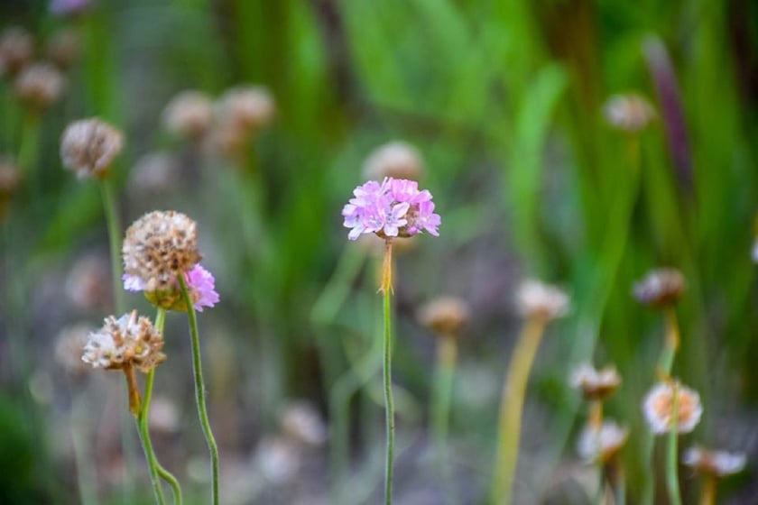 Замість клумб в Івано-Франківську висаджують декоративні злаки (ФОТО)