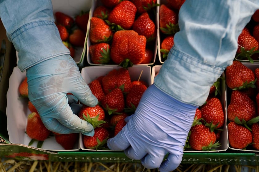 На Волині робітники заробляють на зборі полуниці до 1500 гривень на день (ВІДЕО)