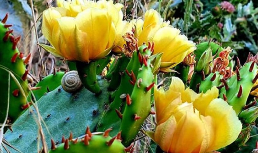 На Київщині розквітли дикі кактуси (ФОТО)