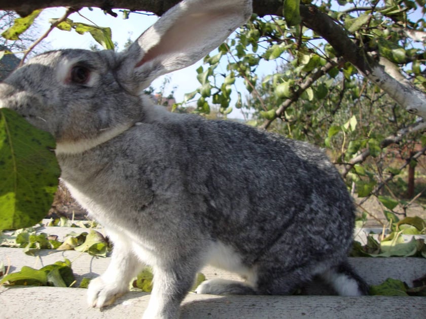 На Франківщині розводять шиншилових кроликів за французькою технологією (ВІДЕО)