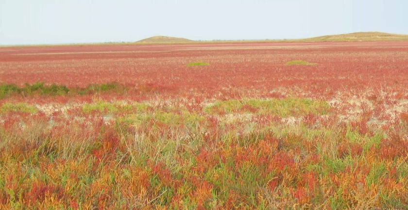 На Херсонщині створять унікальний ландшафтний парк “Долина Курганів”