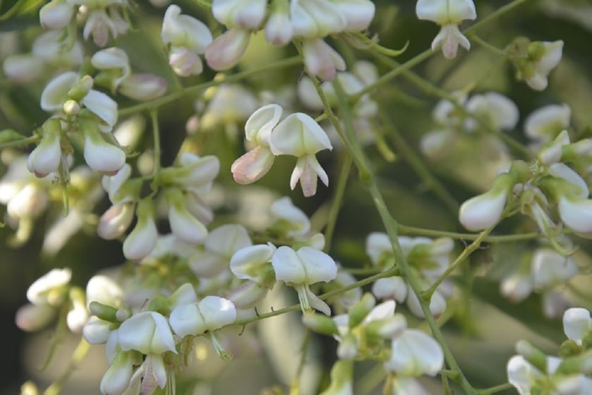 У Криворізькому ботсаду зацвіла японська акація (ФОТО)