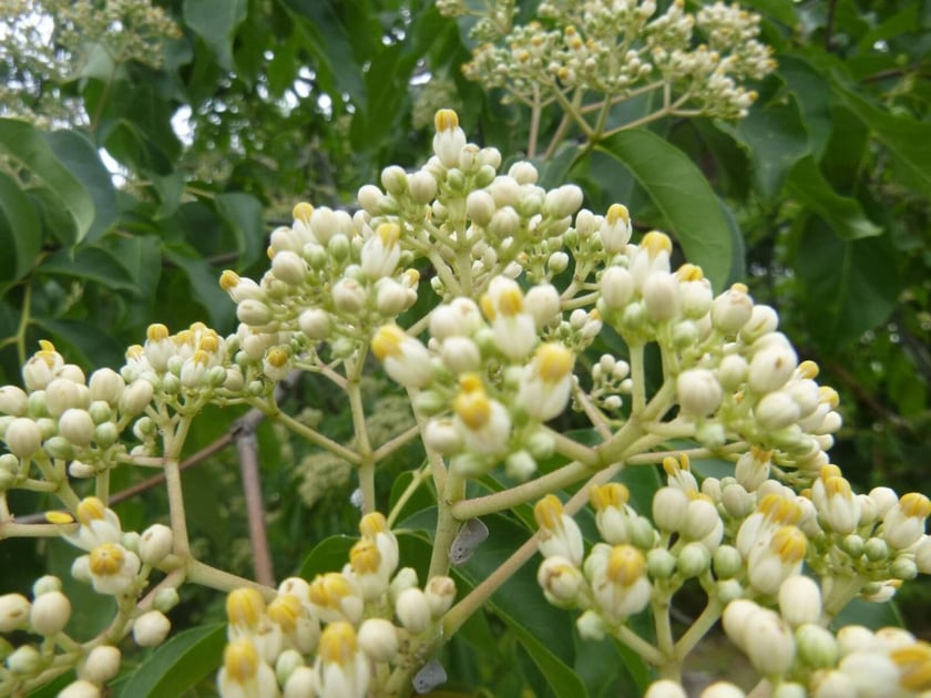 У Києві зацвіло медове дерево (ФОТО)