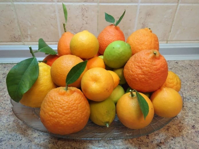 Як сумчанин заснував цитрусовий бізнес і вирощує 400 видів екзотичних рослин