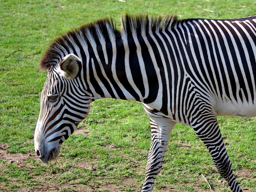 Українське сафарі: в Дніпрі будуватимуть найбільший в країні екопарк