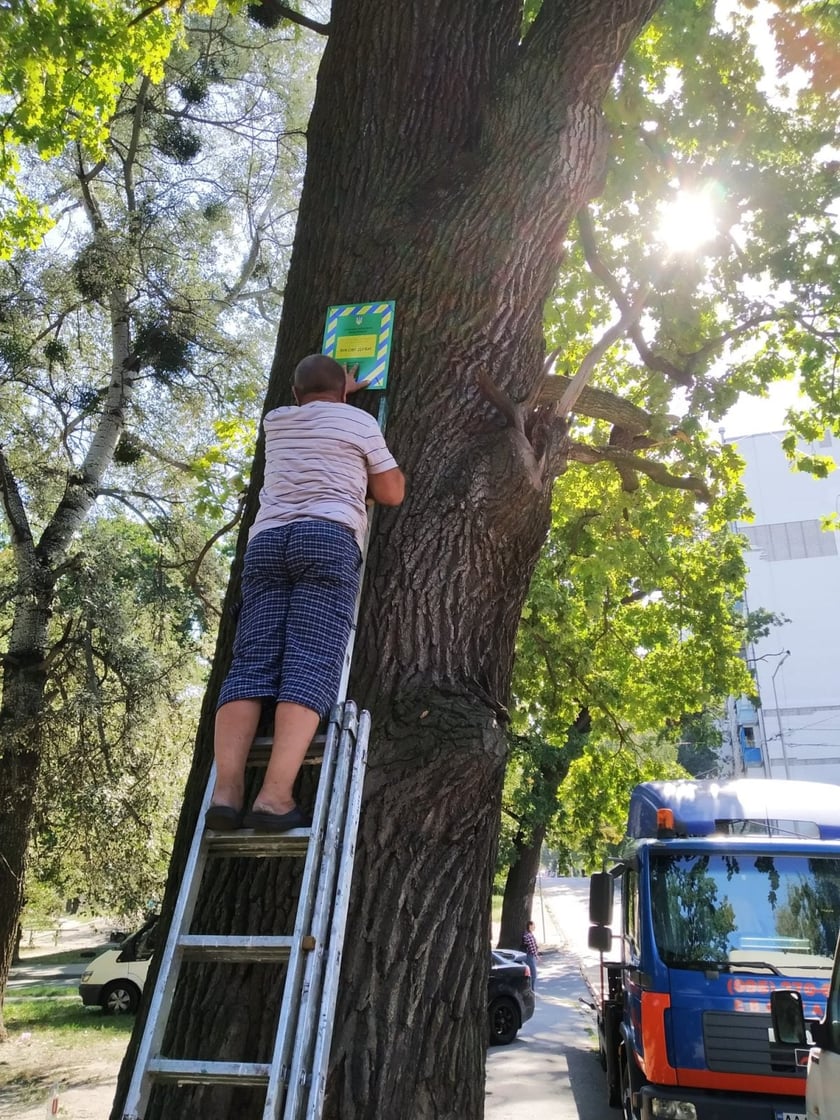 У Києві верба Цоя отримала охоронний знак