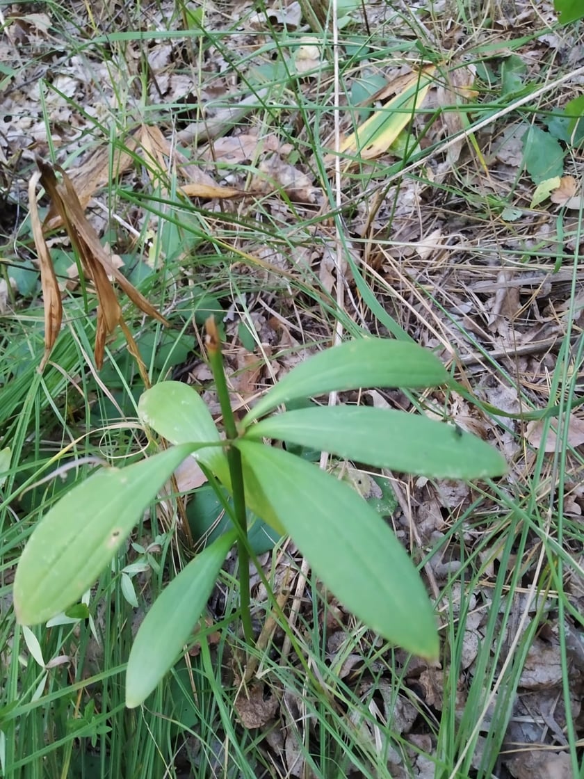 На Київщині знайшли червонокнижні орхідеї та лілію лісову