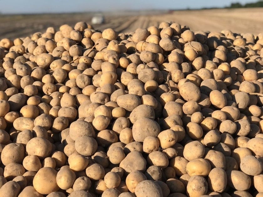 В Україні будуватимуть потужний завод із переробки картоплі