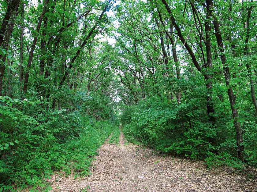 На Житомирщині назвали “нові” пам’ятки природи