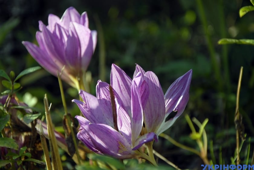 На Тернопільщині зацвіли осінні крокуси (ФОТО)