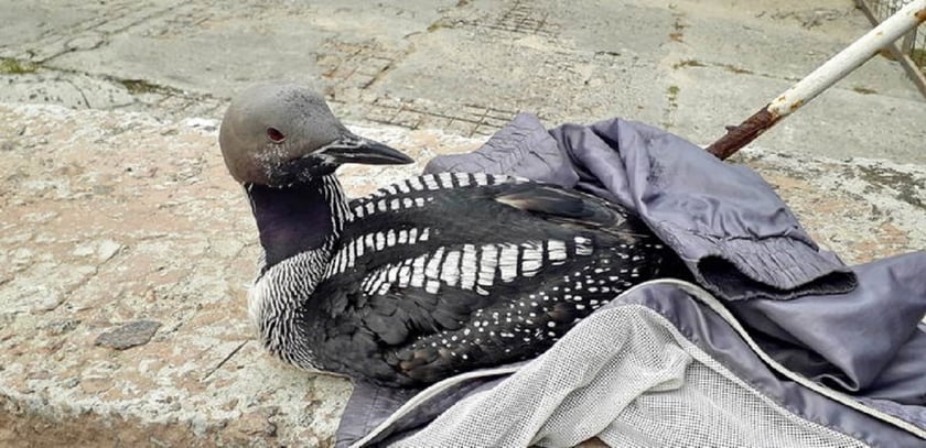 На одеському пляжі врятували рідкісного птаха