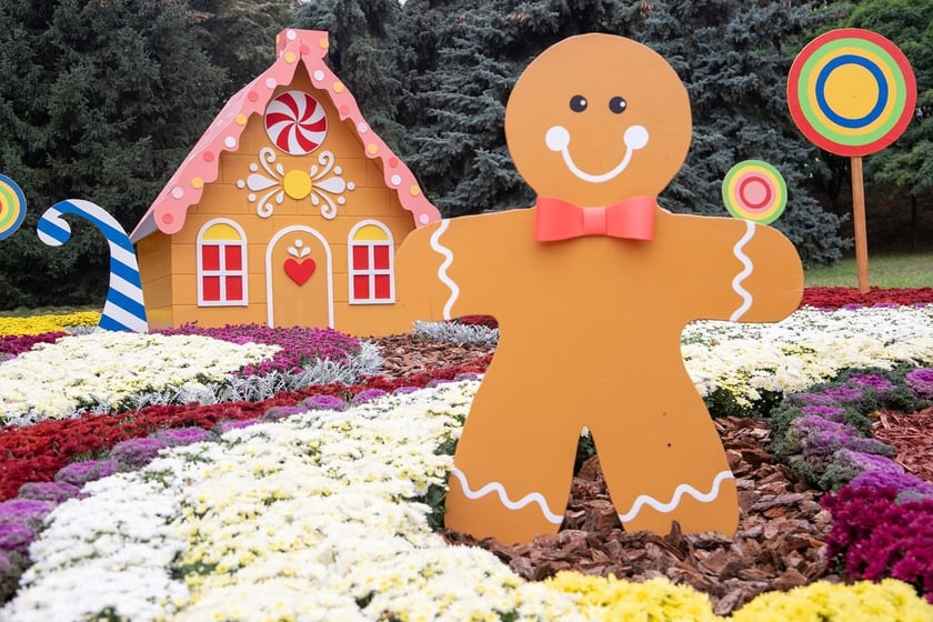 У Києві на Співочому полі відкрилася виставка хризантем (ФОТО)