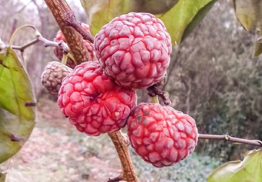 У ботсаду Одеси дозрів урожай полуничного дерева (фото)