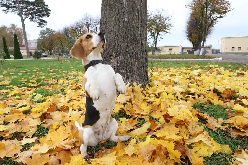 Наймиліший прикордонник: кінологи показали чотирилапих на службі