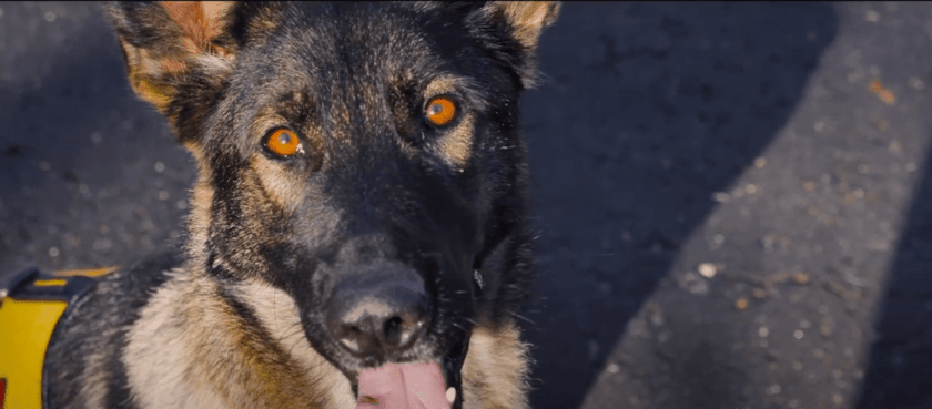 У Тернополі ДСНС підсилилася службовою собакою Фіоною (ВІДЕО)