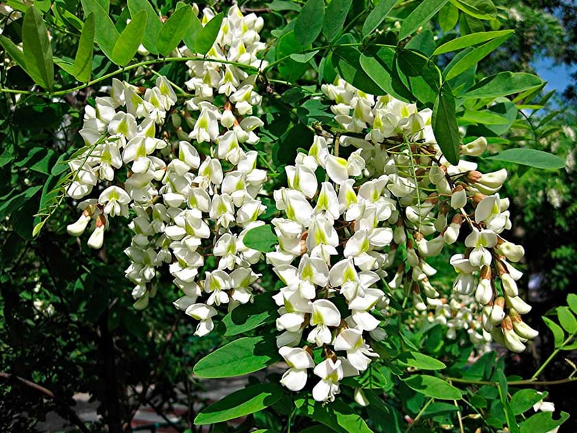 У Києві з`явилися кулясті акації (ФОТО)