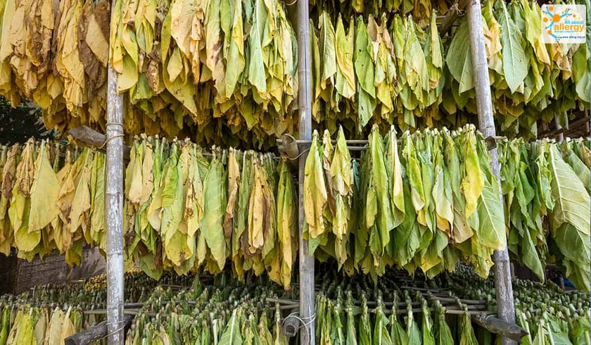 Український фермер вирощує органічний тютюн: чим він корисний