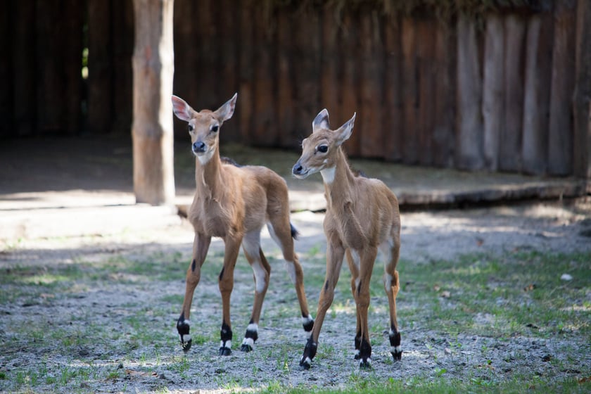 Бебі-бум і реконструкція: київський зоопарк похвалився змінами за рік