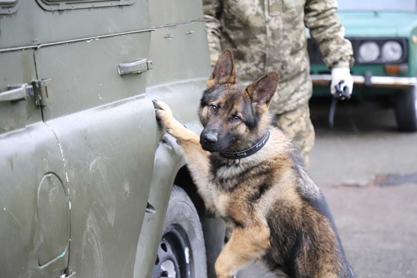 Як «чотирилапий спецназ» складав іспити у Держприкордонслужбі (ФОТО)