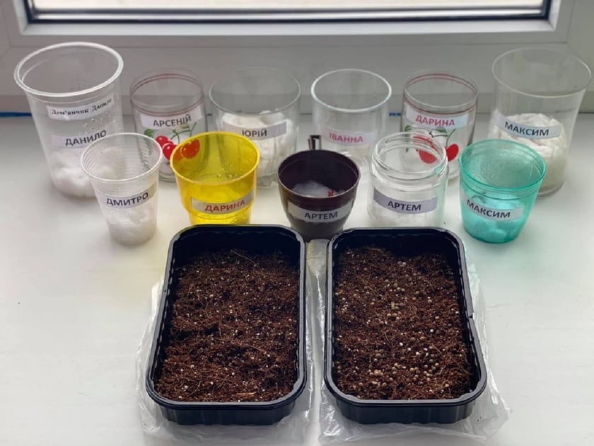 На Рівненщині першокласники вирощують мікрозелень (ФОТО)