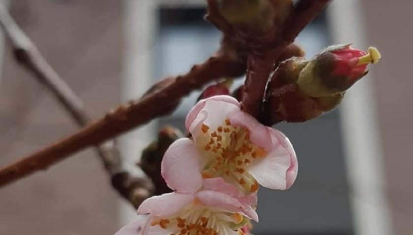 У Мукачеві розцвіла сакура (ФОТО)