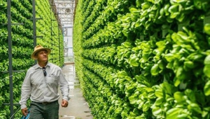 В Україні запускають проєкт із вирощування овочів на «вертикальних полях»