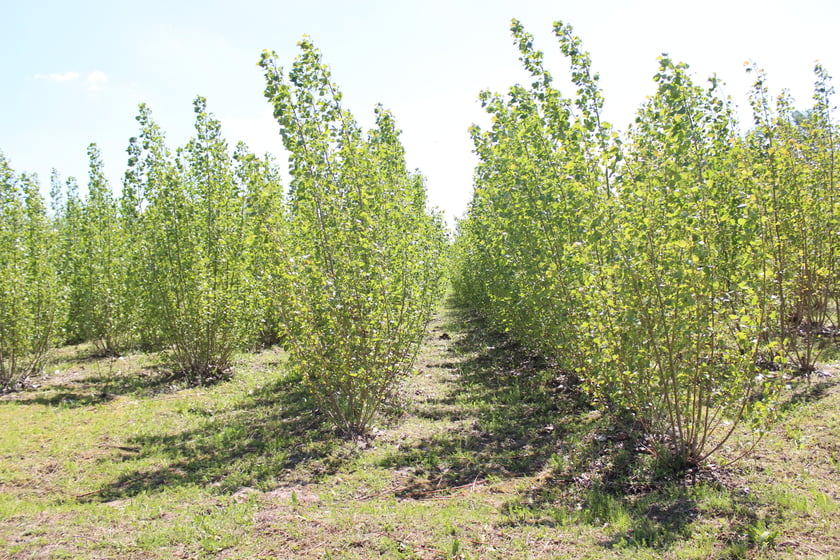 На Хмельниччині планують висадити 100 гектарів енергетичної верби