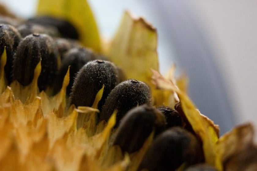 «Укроліяпродукт» запустила цех грануляції соняшникового лушпиння