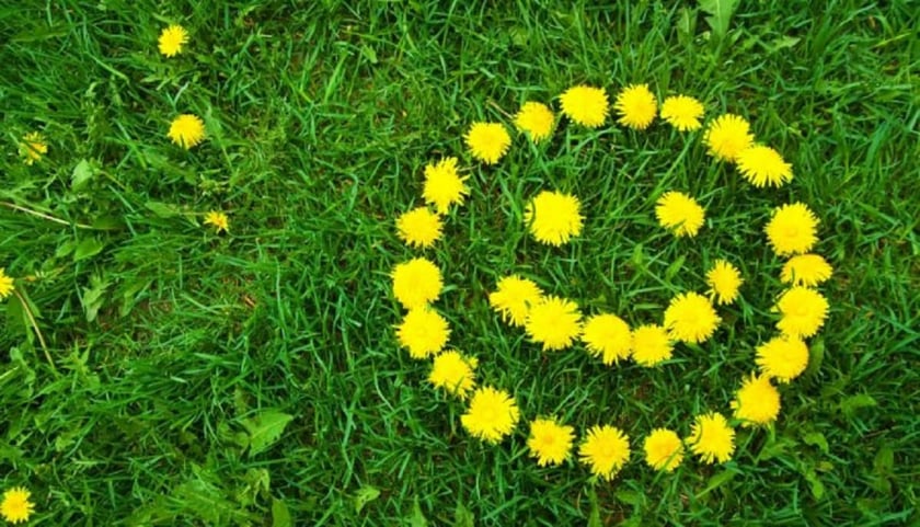 Кульбаба замість картоплі: як українці заробляють на звичній рослині