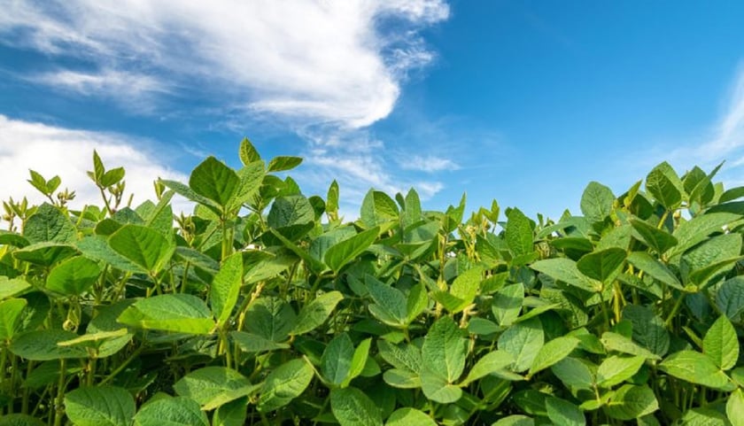 Українські фермери назвали найпродуктивнішу культуру 2020 року