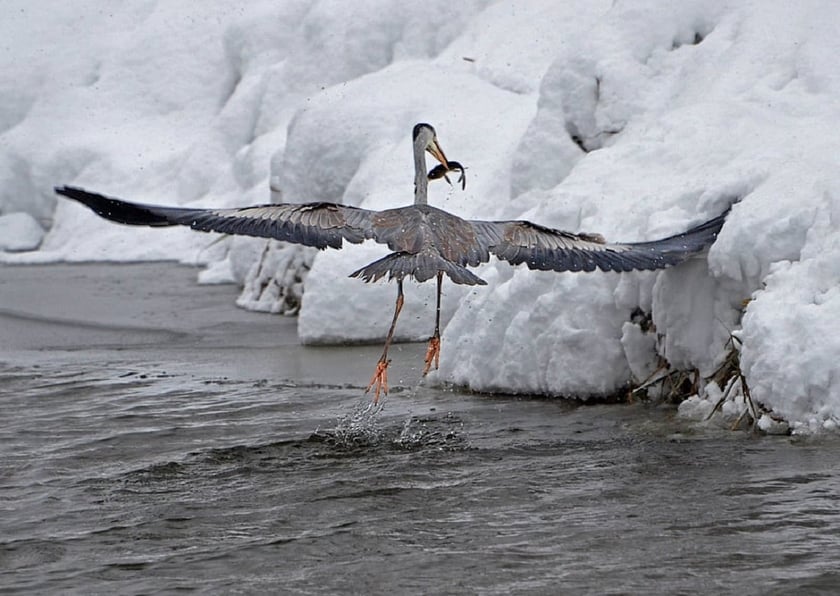 На Київщині сфотографували чаплю, яка ловить рибу