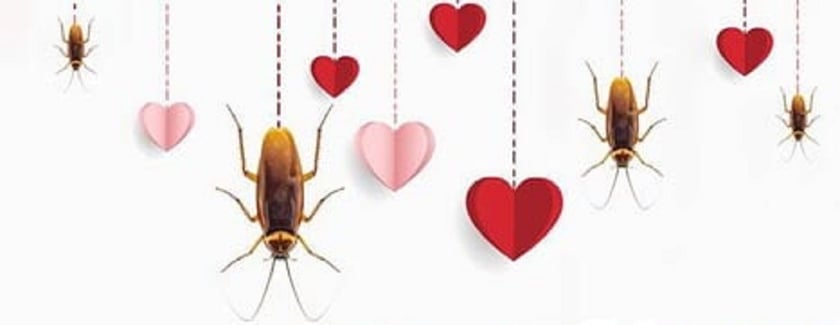 Згодувати колишнього жабі: у Миколаївському зоопарку вигадали жартівливу акцію