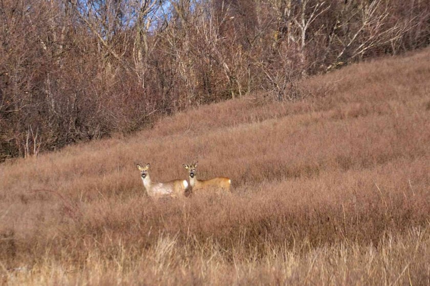 У ландшафтному парку Донеччини сфотографували стадо козуль