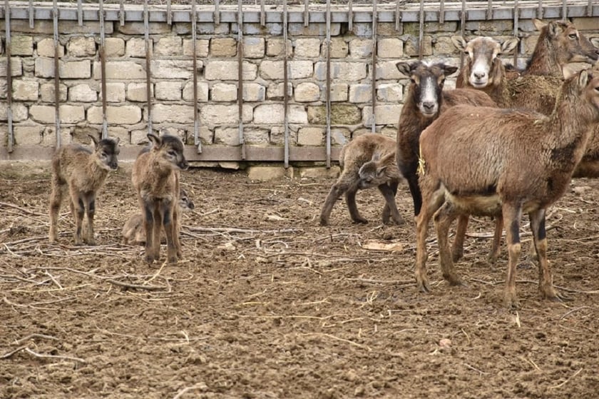 В Одеському зоопарку народилися крихітні муфлони (ФОТО)