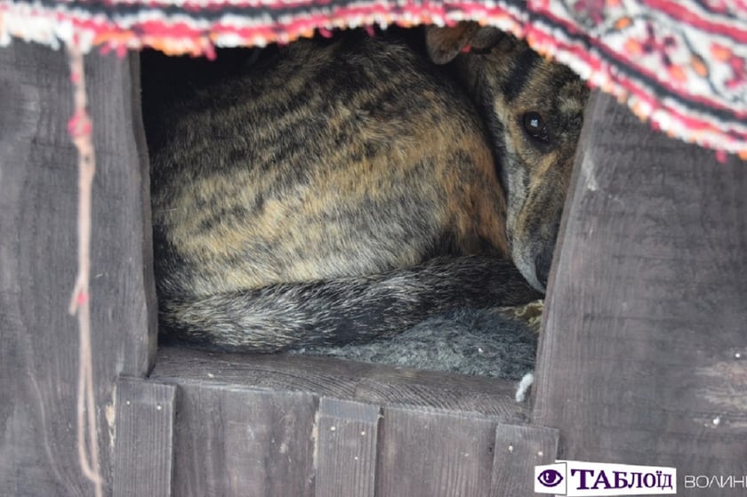 У Луцьку в дворі будинку небайдужі створили «готель для собак» (ФОТО)